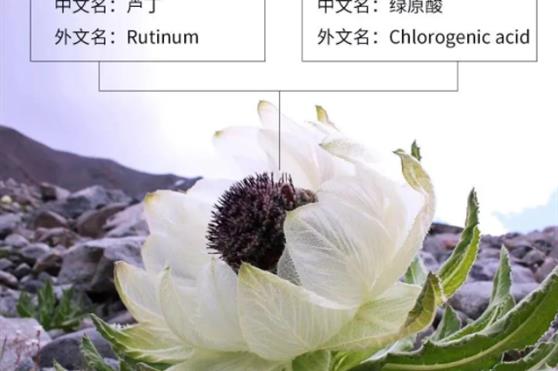 解密雪莲养护贴 | 探索源于自然的神奇魔力
