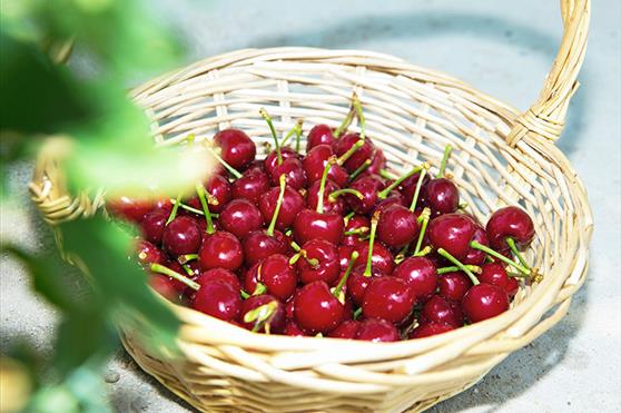 千呼万唤，金天优选-山野红樱正式发货