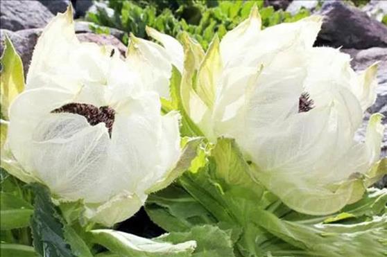 《雪莲养护贴》行标助力国民健康与中医济“世”双推进