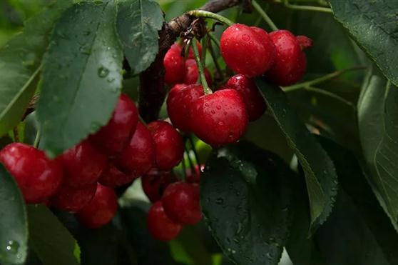 万众期待！金天优选——山野红樱正式发货！