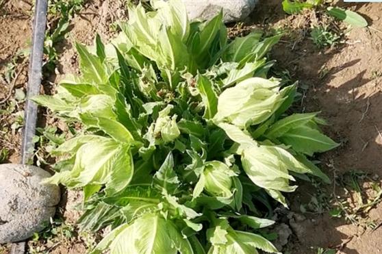 金天国际发力人体养护领域，创造雪莲养护品质生活新生态