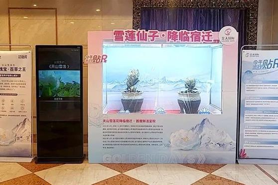天山雪莲降临宿迁,首度鲜活呈现!